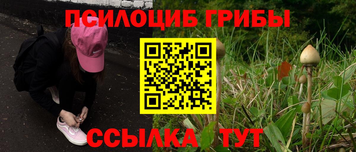 Псилоцибиновые грибы мицелий Саратов